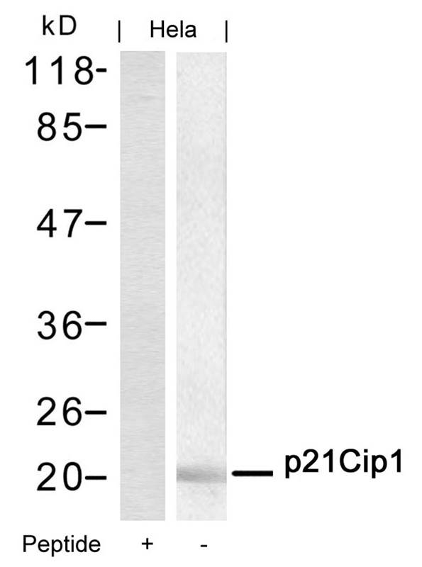 Rabbit Polyclonal Antibody to p21Cip1(Ab-145)