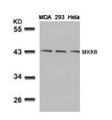 Rabbit Polyclonal Antibody to MKK6(Ab-207)