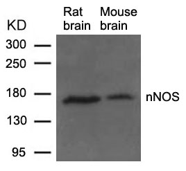 Rabbit Polyclonal Antibody to nNOS(Ab-852)