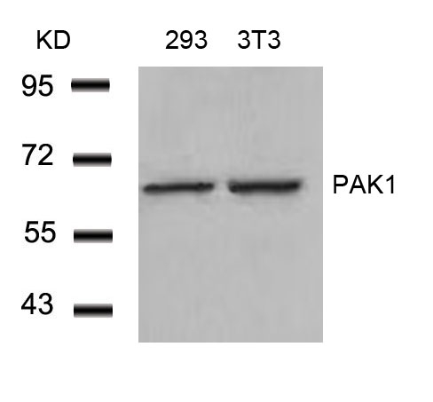 Rabbit Polyclonal Antibody to PAK1(Ab-212)
