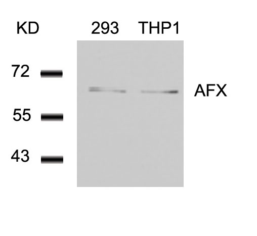 Rabbit Polyclonal Antibody to AFX(Ab-197)