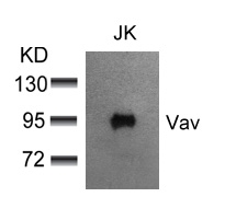 Rabbit Polyclonal Antibody to Vav(Ab-174)