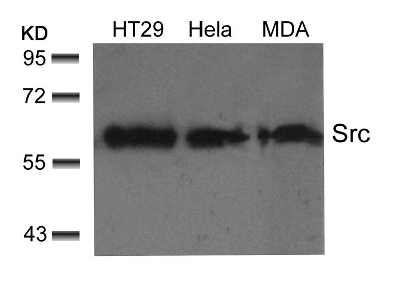 Rabbit Polyclonal Antibody to Src(Ab-529)