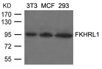 Rabbit Polyclonal Antibody to FKHRL1(Ab-253)