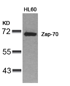 Rabbit Polyclonal Antibody to Zap-70(Ab-319)