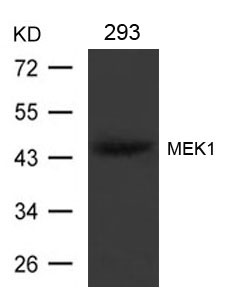 Rabbit Polyclonal Antibody to MEK1(Ab-221)