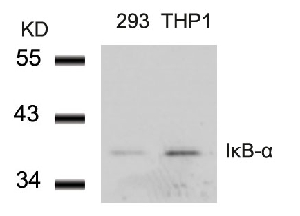 Rabbit Polyclonal Antibody to IkB-a(Ab-42)