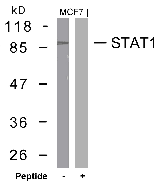 Rabbit Polyclonal Antibody to STAT1(Ab-727)