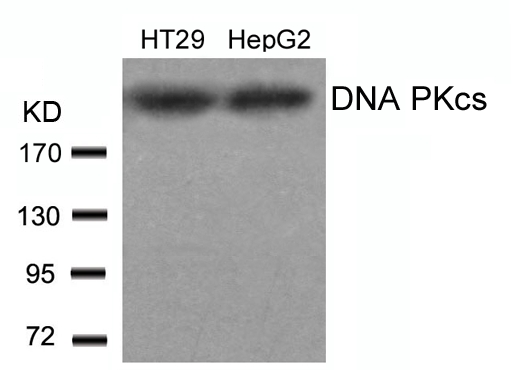 Rabbit Polyclonal Antibody to DNA PKcs(Ab-2609)