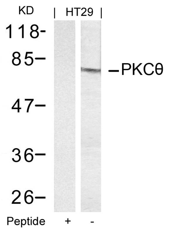 Rabbit Polyclonal Antibody to PKCth(Ab-695)