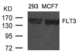 Rabbit Polyclonal Antibody to FLT3(Ab-591)
