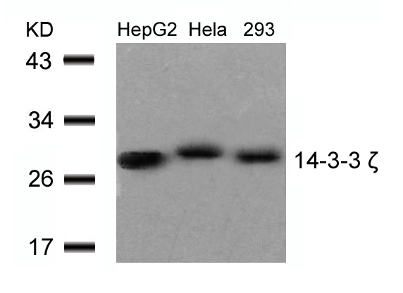 Rabbit Polyclonal Antibody to 14-3-3z(Ab-58)