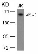 Rabbit Polyclonal Antibody to SMC1(Ab-957)