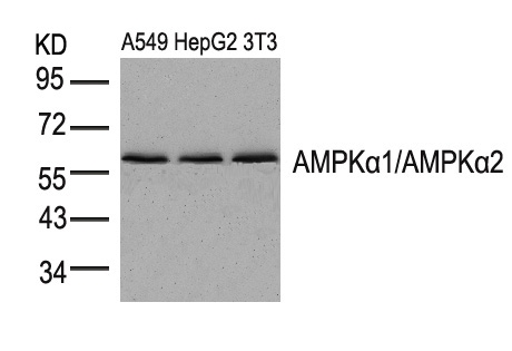 Rabbit Polyclonal Antibody to AMPKα1/AMPKα2 (Ab-183/172)