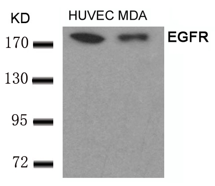 Rabbit Polyclonal Antibody to EGFR(Ab-693)