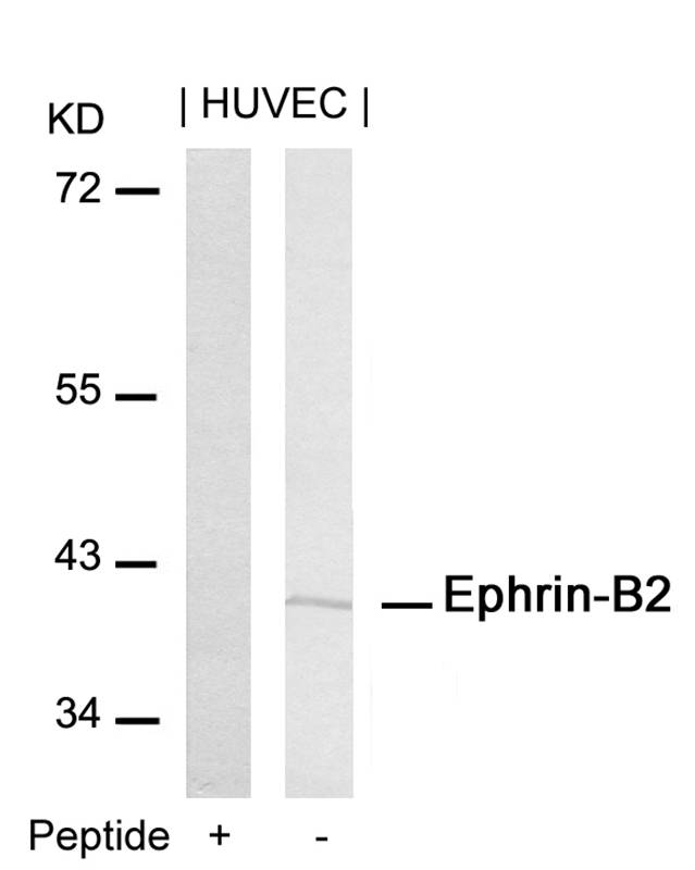 Rabbit Polyclonal Antibody to Ephrin-B2(Ab-316)