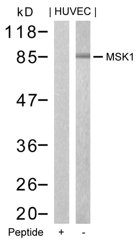 Rabbit Polyclonal Antibody to MSK1(Ab-376)