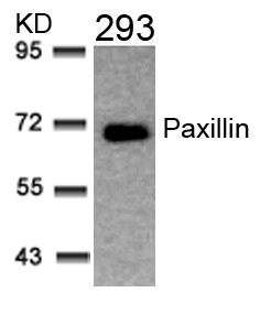 Rabbit Polyclonal Antibody to Paxillin(Ab-31)
