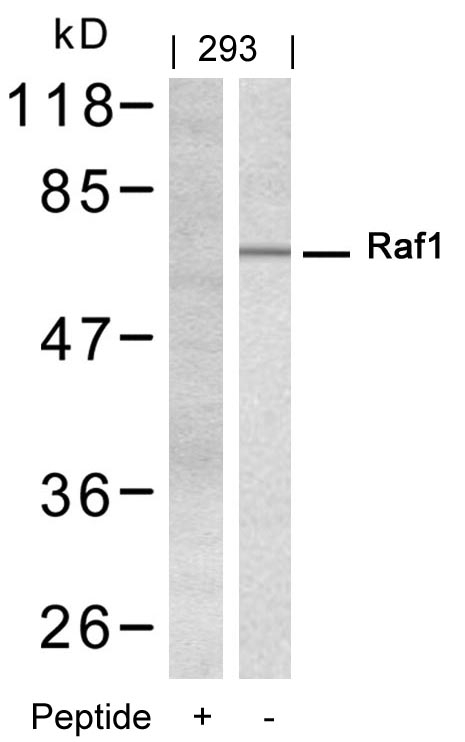 Rabbit Polyclonal Antibody to Raf1(Ab-338)