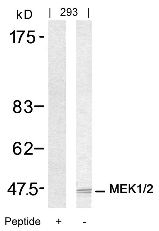 Rabbit Polyclonal Antibody to MEK1/MEK2(Ab-217/221)