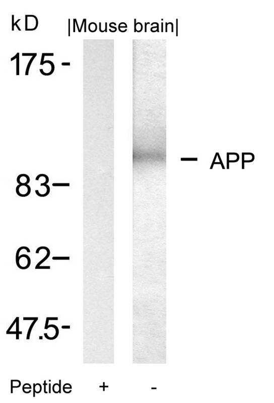 Rabbit Polyclonal Antibody to APP(Ab-668)