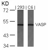 Rabbit Polyclonal Antibody to VASP(Ab-157)