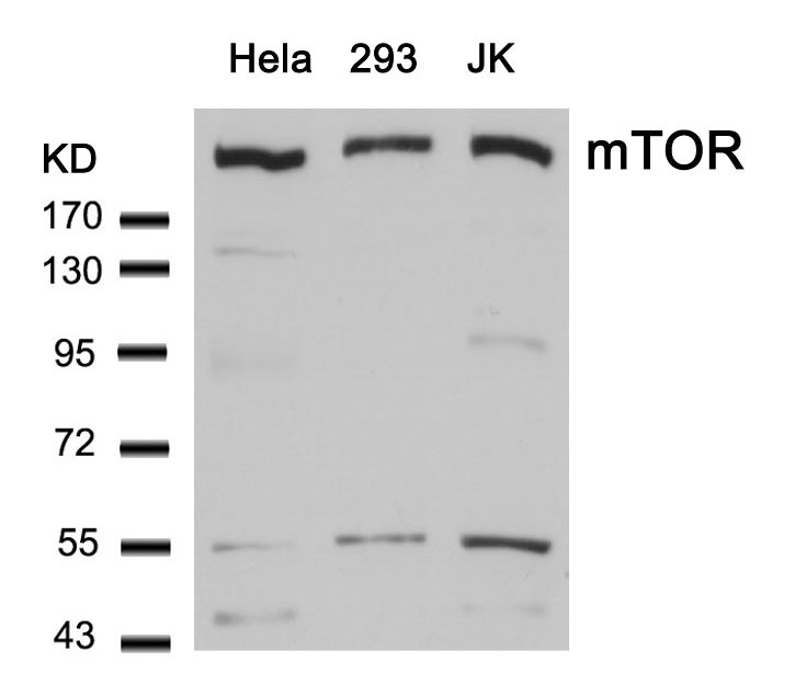 Rabbit Polyclonal Antibody to mTOR(Ab-2448)