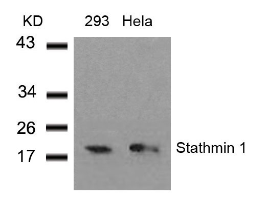 Rabbit Polyclonal Antibody to Stathmin1(Ab-38)