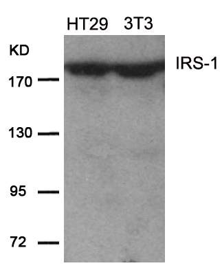 Rabbit Polyclonal Antibody to IRS-1(Ab-639)
