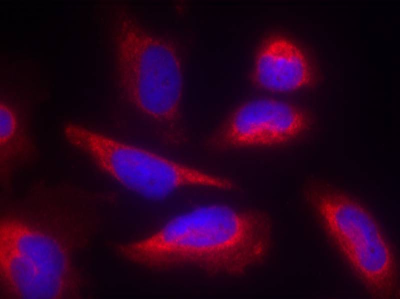 Rabbit Polyclonal Antibody to eNOS(Ab-495)