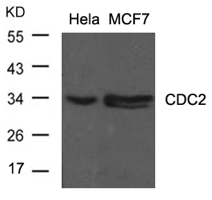 Rabbit Polyclonal Antibody to CDC2(Ab-15)