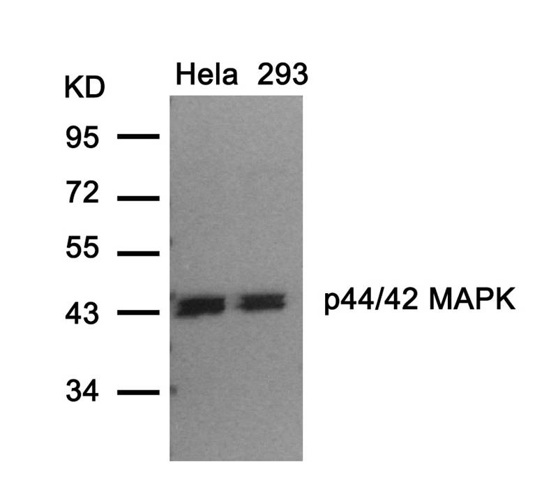 Rabbit Polyclonal Antibody to p44/42 MAP Kinase(Ab-202)
