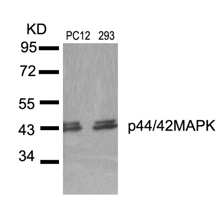 Rabbit Polyclonal Antibody to p44/42 MAP Kinase(Ab-204)