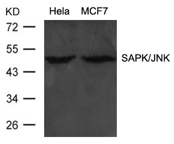 Rabbit Polyclonal Antibody to SAPK/JNK(Ab-183)