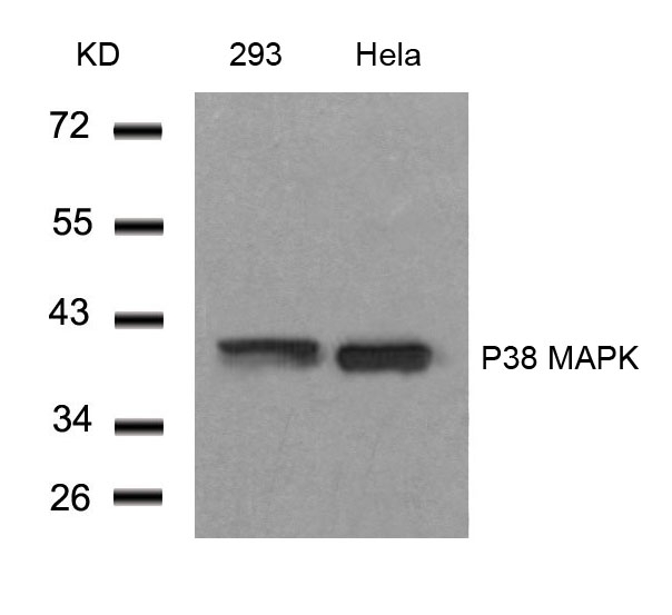 Rabbit Polyclonal Antibody to P38 MAPK(Ab-182)