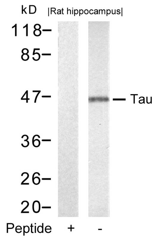 Rabbit Polyclonal Antibody to Tau(Ab-212)