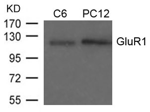 Rabbit Polyclonal Antibody to GluR1(Ab-849)