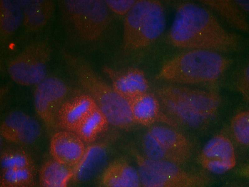 Rabbit Polyclonal Antibody to GluR1(Ab-863)