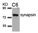 Rabbit Polyclonal Antibody to synapsin(Ab-9)