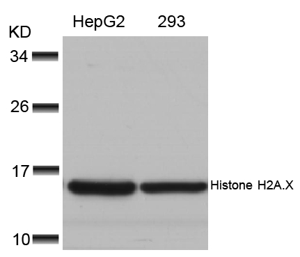 Rabbit Polyclonal Antibody to Histone H2A.X(Ab-139)