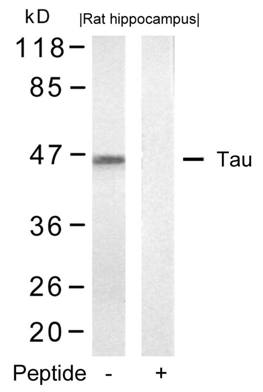 Rabbit Polyclonal Antibody to Tau(Ab-422)
