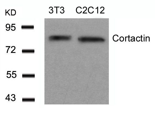 Rabbit Polyclonal Antibody to Cortactin(Ab-466)