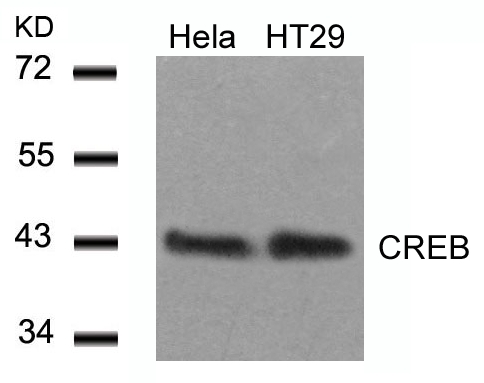 Rabbit Polyclonal Antibody to CREB(Ab-129)