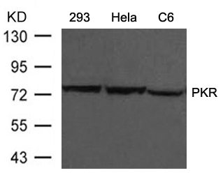 Rabbit Polyclonal Antibody to PKR(Ab-446)