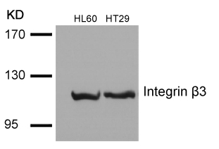 Rabbit Polyclonal Antibody to Integrin b3(Ab-785)