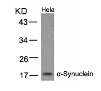 Rabbit Polyclonal Antibody to a-Synuclein(Ab-133)