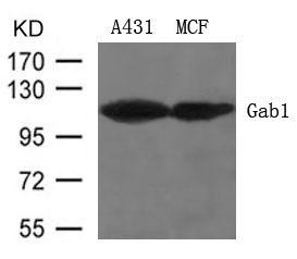 Rabbit Polyclonal Antibody to Gab1(Ab-627)