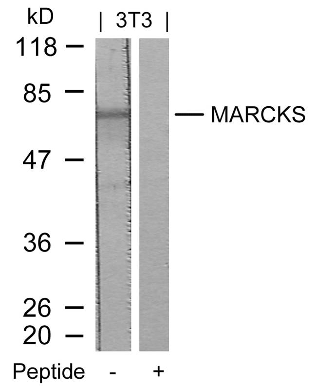 Rabbit Polyclonal Antibody to MARCKS(Ab-158)