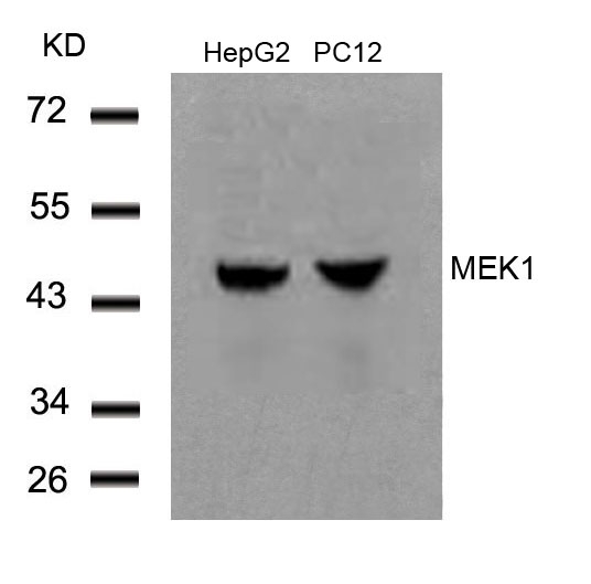 Rabbit Polyclonal Antibody to MEK1(Ab-291)