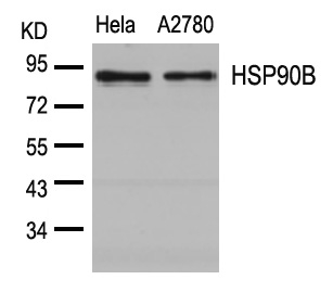 Rabbit Polyclonal Antibody to HSP90B(Ab-254)